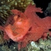 rhinopias_paddleflap_kbraerpr3_h_0116_sul3106.jpg